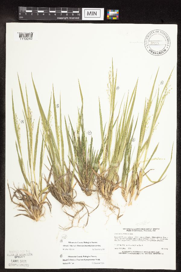 Dichanthelium linearifolium image