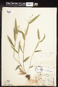 Dichanthelium oligosanthes image