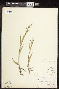 Dichanthelium oligosanthes image