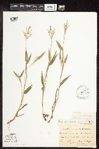 Dichanthelium oligosanthes image