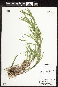 Dichanthelium oligosanthes image