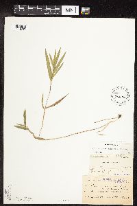 Dichanthelium praecocius image
