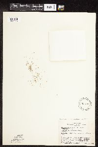 Dichanthelium ovale subsp. pseudopubescens image