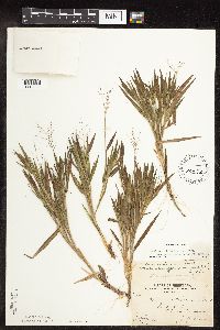 Dichanthelium ovale subsp. pseudopubescens image