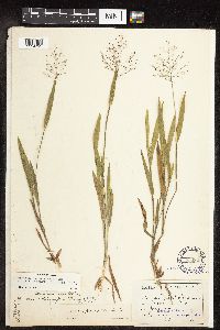 Dichanthelium ovale subsp. pseudopubescens image