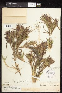 Dichanthelium ovale subsp. pseudopubescens image