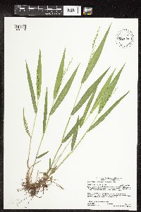 Dichanthelium xanthophysum image