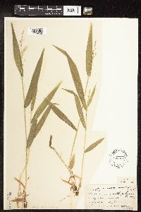 Dichanthelium xanthophysum image