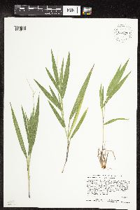 Dichanthelium xanthophysum image