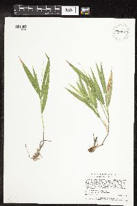 Dichanthelium xanthophysum image