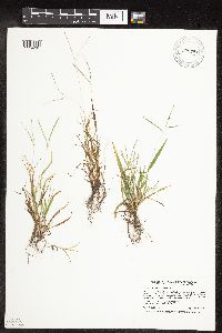 thumbnail image of current specimen
