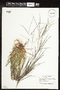Thumbnail image of current specimen