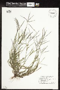 thumbnail image of current specimen