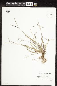Digitaria ischaemum image
