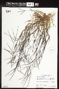 Digitaria ischaemum image