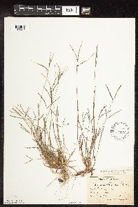 Digitaria ischaemum image