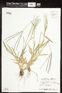 Digitaria sanguinalis image