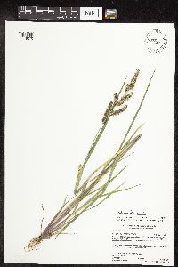 Echinochloa muricata image