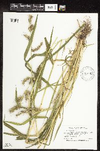 Echinochloa muricata var. muricata image