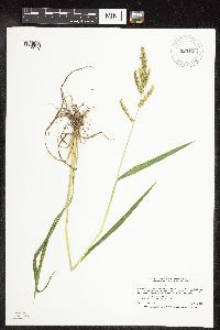 Echinochloa muricata image