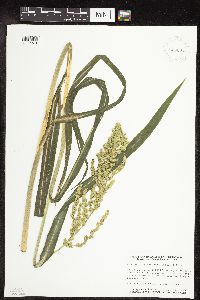 Echinochloa muricata image
