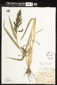 Echinochloa muricata image