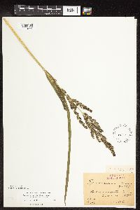 Echinochloa muricata image