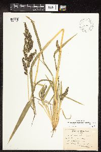 Echinochloa muricata image