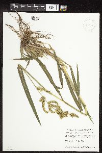 thumbnail image of current specimen