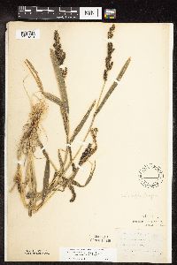Echinochloa muricata image