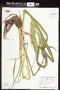 Echinochloa walteri image