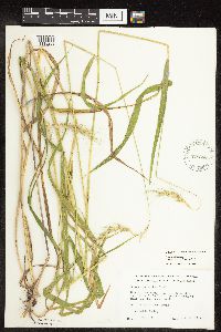 Media resource of Elymus diversiglumis x interruptus