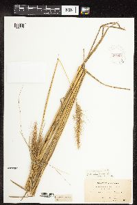 Elymus canadensis image