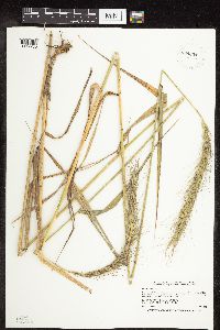 Elymus canadensis image