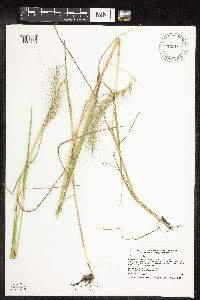 Elymus canadensis image