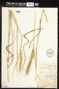 thumbnail image of current specimen