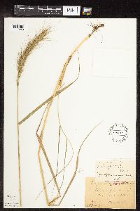 Elymus canadensis var. canadensis image