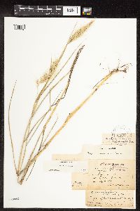 Elymus canadensis var. canadensis image