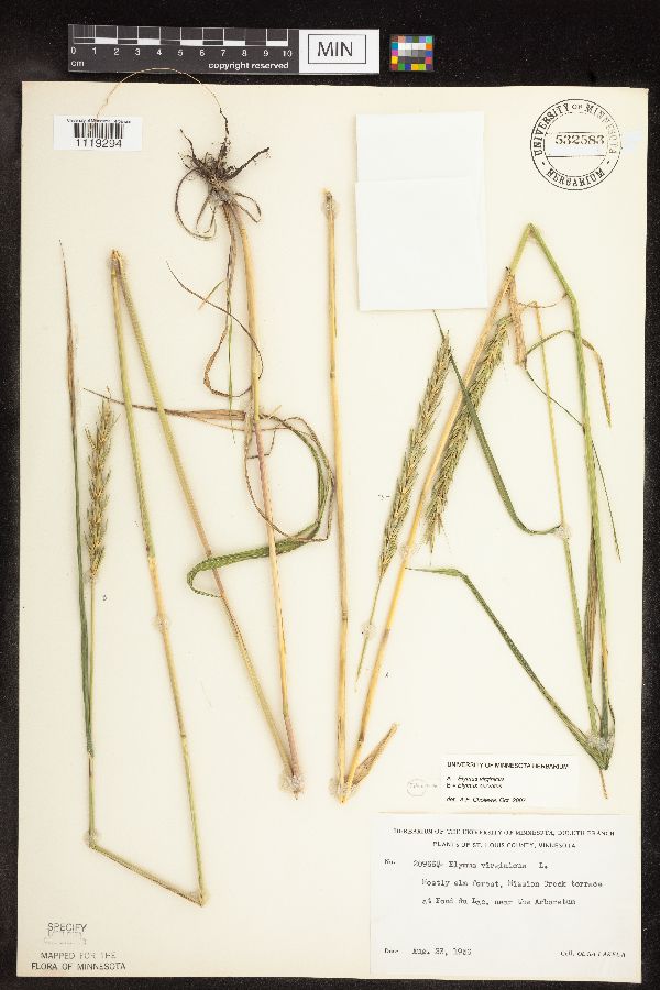 Elymus curvatus image
