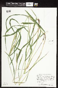 Elymus curvatus image