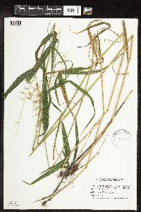 Elymus hystrix image