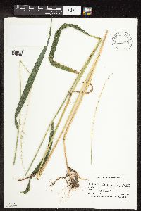 Elymus hystrix image