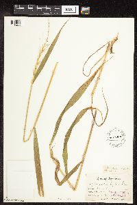 Elymus hystrix image