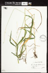 Elymus hystrix image