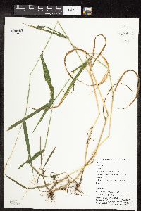 Elymus hystrix image