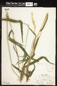 Elymus hystrix image