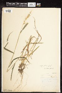 Elymus hystrix image
