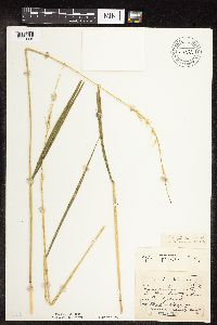 Elymus hystrix image