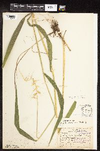 Elymus hystrix image