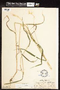 Elymus hystrix image